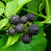 Zmeur negru Bristol - Arbusti fructiferi - AgroDenmar.ro
