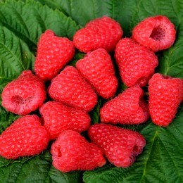 Zmeur Polonez - Arbusti fructiferi - AgroDenmar.ro