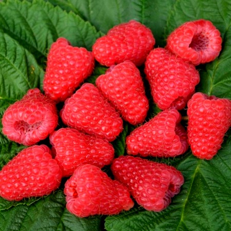 Zmeur Polonez - Arbusti fructiferi - AgroDenmar.ro