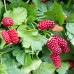Zmeur urias Loganberry - Arbusti fructiferi - AgroDenmar.ro