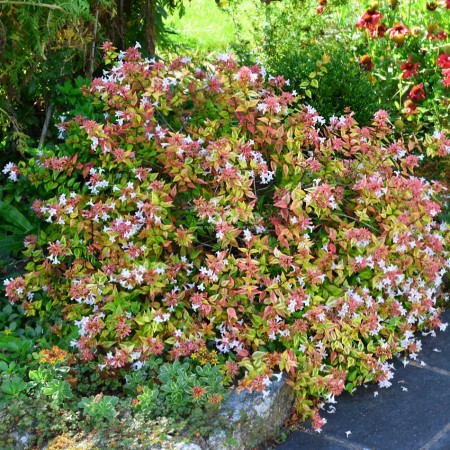 Abelia grandiflora Kaleidoscope - Arbusti ornamentali - AgroDenmar.ro