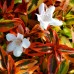 Abelia grandiflora Kaleidoscope - Arbusti ornamentali - AgroDenmar.ro