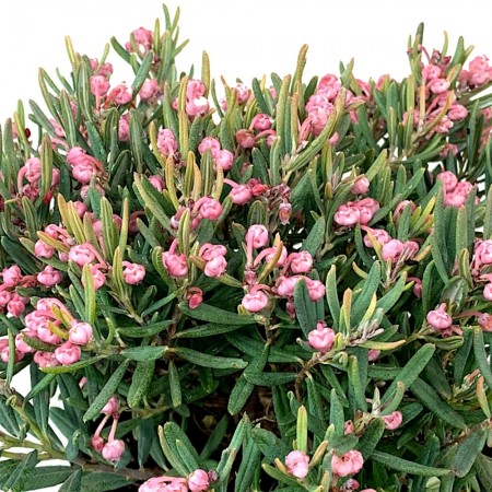 Andromeda Polifolia Compacta - Arbusti ornamentali - AgroDenmar.ro Andromeda Polifolia Compacta - Arbusti ornamentali - AgroDenmar.ro