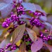 Arbustul perlelor - Callicarpa bodinieri Profusion - Arbusti ornamentali - AgroDenmar.ro Arbustul perlelor - Callicarpa bodinieri Profusion - Arbusti ornamentali - AgroDenmar.ro