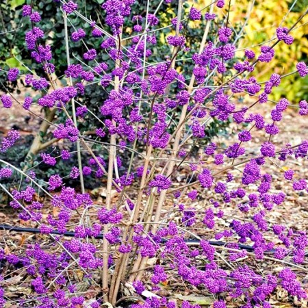 Arbustul perlelor - Callicarpa bodinieri Profusion - Arbusti ornamentali - AgroDenmar.ro Arbustul perlelor - Callicarpa bodinieri Profusion - Arbusti ornamentali - AgroDenmar.ro