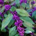 Arbustul perlelor - Callicarpa bodinieri Profusion - Arbusti ornamentali - AgroDenmar.ro Arbustul perlelor - Callicarpa bodinieri Profusion - Arbusti ornamentali - AgroDenmar.ro