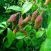 Chimonanthus praecox - Arbustul zanei - Arbusti ornamentali - AgroDenmar.ro