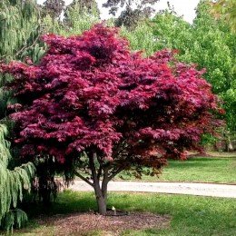 Artar japonez Rosu 200 cm - Arbori ornamentali - AgroDenmar.ro
