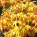 Artar japonez Katsura 120 cm - Arbori ornamentali - AgroDenmar.ro