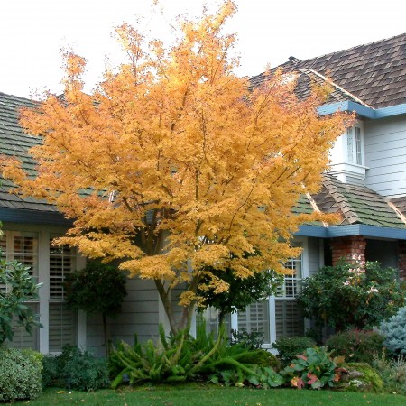 Artar japonez Katsura 120 cm - Arbori ornamentali - AgroDenmar.ro