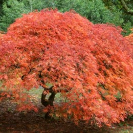 Artar japonez Orangeola Artar japonez Orangeola