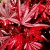 Artar japonez Rosu Shaina 110 - 130 cm - Arbori ornamentali - AgroDenmar.ro