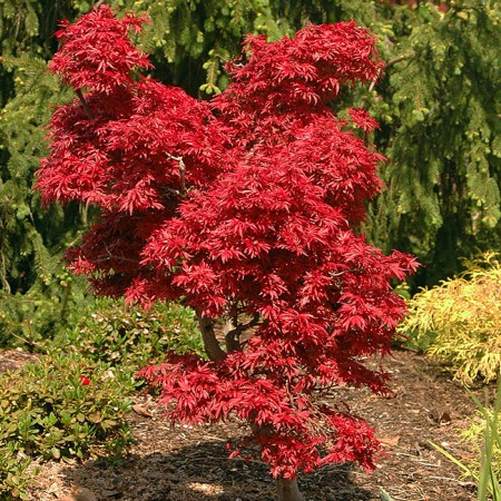 Artar japonez Rosu Shaina 110 - 130 cm - Arbori ornamentali - AgroDenmar.ro