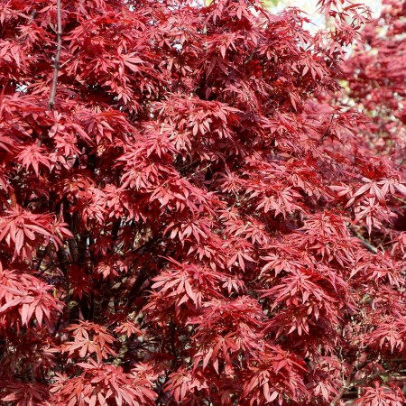 Artar Japonez Skeeters Broom C2 - Arbusti ornamentali - AgroDenmar.ro Artar Japonez Skeeters Broom C2 - Arbusti ornamentali - AgroDenmar.ro