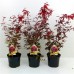 Artar japonez Rosu 50 - 80 cm - Arbori ornamentali - AgroDenmar.ro