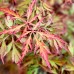 Artar japonez Royal Garnet - Arbusti ornamentali - AgroDenmar.ro