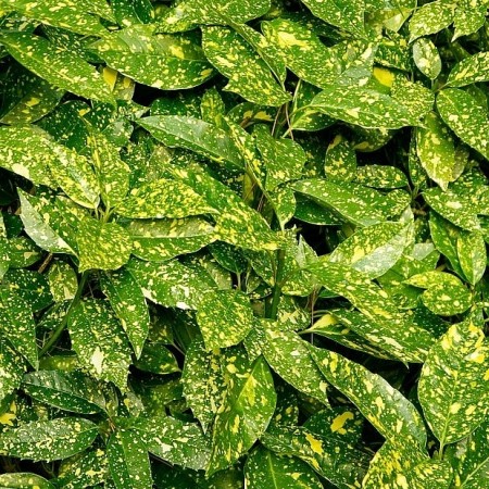 Aucuba japonica Crotonifolia - Arbusti ornamentali - AgroDenmar.ro