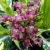 Aucuba japonica Crotonifolia - Arbusti ornamentali - AgroDenmar.ro