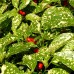 Aucuba japonica Crotonifolia - Arbusti ornamentali - AgroDenmar.ro