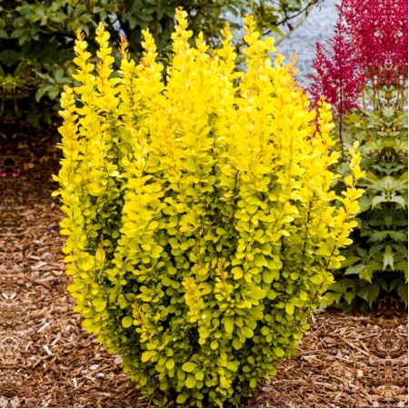 Dracila Berberis Golden Pillar - Arbusti ornamentali - AgroDenmar.ro