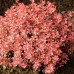 Dracila Berberis Inspiration - Arbusti ornamentali - AgroDenmar.ro