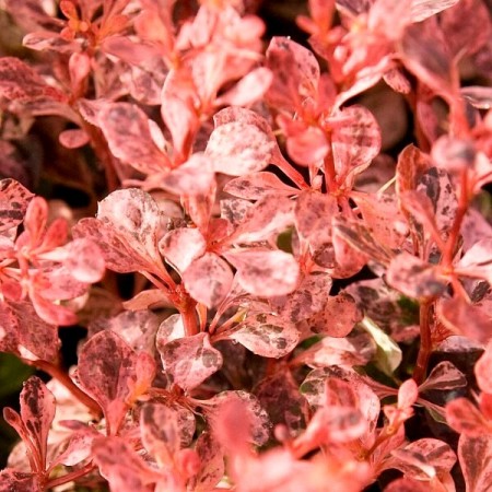 Dracila Berberis Inspiration - Arbusti ornamentali - AgroDenmar.ro