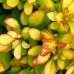 Dracila Berberis Limoncello - Arbusti ornamentali - AgroDenmar.ro