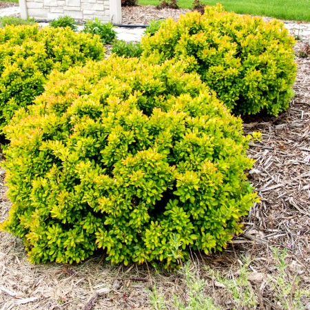 Dracila Berberis Limoncello - Arbusti ornamentali - AgroDenmar.ro