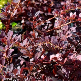 Dracila Berberis Red DJ