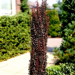 Dracila Berberis Red Pillar - Arbusti ornamentali - AgroDenmar.ro