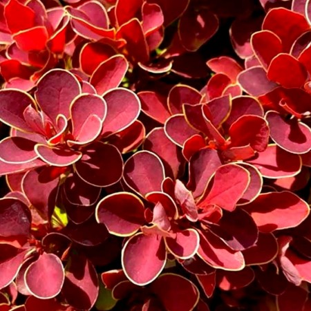 Dracila Berberis Ruby Star - Arbusti ornamentali - AgroDenmar.ro