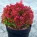 Dracila Berberis Ruby Star - Arbusti ornamentali - AgroDenmar.ro