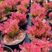 Dracila Berberis Ruby Star - Arbusti ornamentali - AgroDenmar.ro