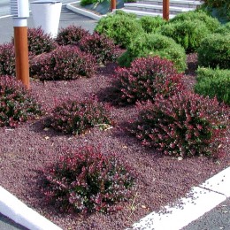 Dracila Berberis thunbergii Atropurpurea Nana P9 Dracila Berberis thunbergii Atropurpurea Nana P9