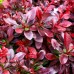 Dracila Berberis thunbergii Atropurpurea Nana P9 - Arbusti ornamentali - AgroDenmar.ro Dracila Berberis thunbergii Atropurpurea Nana P9 - Arbusti ornamentali - AgroDenmar.ro