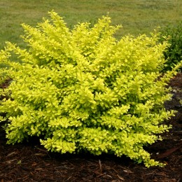 Dracila Berberis thunbergii Aurea - Arbusti ornamentali - AgroDenmar.ro