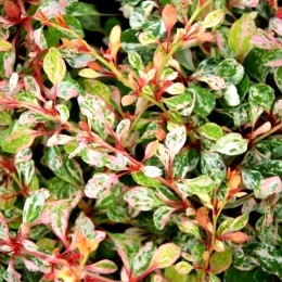 Dracila Berberis thunbergii Natasza - Arbusti ornamentali - AgroDenmar.ro