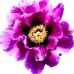 Bujor - Paeonia Ri Yue Tong Hui - Bulbi de flori - AgroDenmar.ro