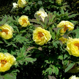 Bujor - Paeonia Giallo Bujor - Paeonia Giallo - Bulbi de flori - AgroDenmar.ro