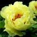 Bujor - Paeonia Giallo - Bulbi de flori - AgroDenmar.ro Bujor - Paeonia Giallo - Bulbi de flori - AgroDenmar.ro