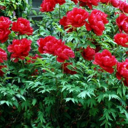 Bujor - Paeonia Rosso Bujor - Paeonia Rosso - Bulbi de flori - AgroDenmar.ro