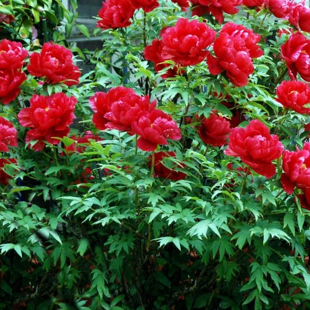 Bujor - Paeonia Rosso - Bulbi de flori - AgroDenmar.ro Bujor - Paeonia Rosso - Bulbi de flori - AgroDenmar.ro