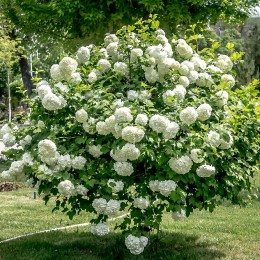 Bulgare de zapada 120 - 150 cm - Arbusti ornamentali - AgroDenmar.ro