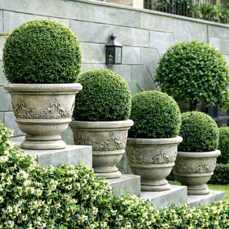 Buxus microphylla Faulkner globular - Arbusti ornamentali - AgroDenmar.ro
