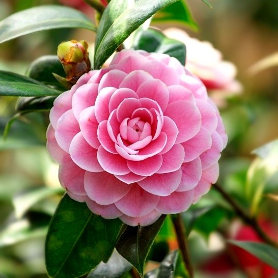  <span>🌺</span> <span>Camellia</span> <span>Japonica</span> <span>-</span> <span>eleganță</span> <span>pură</span> <span>în</span> <span>grădina</span> <span>ta!</span>