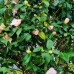 Camellia japonica Hagoromo - Arbusti ornamentali - AgroDenmar.ro