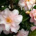 Camellia japonica Hagoromo - Arbusti ornamentali - AgroDenmar.ro