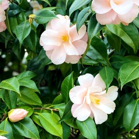 Camellia japonica Hagoromo - Arbusti ornamentali - AgroDenmar.ro