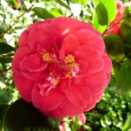 Camellia japonica Gran Sultano - Arbusti ornamentali - AgroDenmar.ro