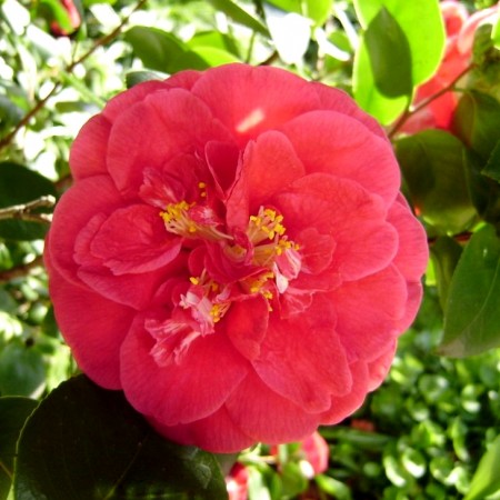 Camellia japonica Gran Sultano - Arbusti ornamentali - AgroDenmar.ro